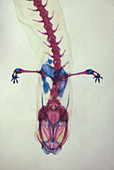 Salamander Skeleton