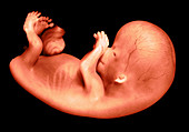 56 day old human fetus