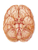 Arteries of the Brain
