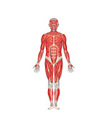 Human Musculature (Front View)