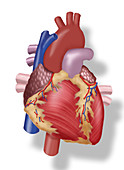 Illustration of Human Heart