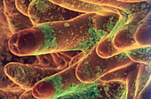 Intestinal Villi of a Mouse (SEM)