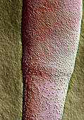 TEM of P-face of Guinea Pig Sperm Tail