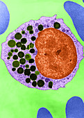 'Azurophils in Myelocyte,TEM'