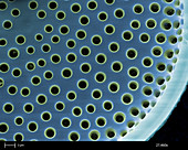 Saltwater Diatom
