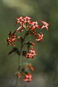 Scarlet Gilia