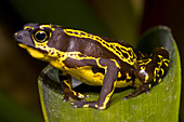 Harlequin Frog