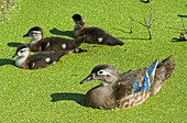 Wood Duck (Aix sponsa) with ducklings