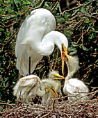 Great Egret (Ardea alba) feeding chicks