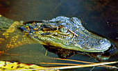 Juvenile American Alligator