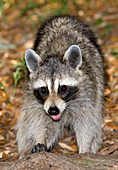 Raccoon (Procyon lotor) adult foraging