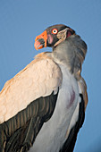 King Vulture (Sarcoramphus papa)