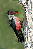 Lewis's Woodpecker with fruit in beak