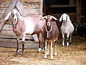 Domestic Nubian dairy goats