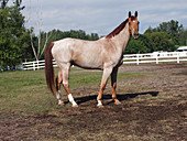 Red Roan horse