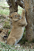 African Lion cub sharpens its claws