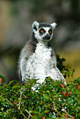 Ringtailed Lemur (Lemur catta)