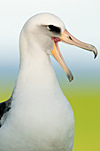 Laysan Albatross (Phoebastria immutabilis