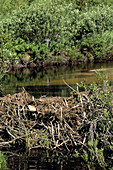 Beaver Dam