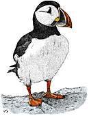 Atlantic Puffin