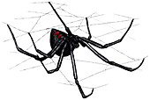 Black Widow Spider