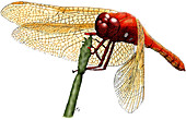 Cardinal Meadowhawk Dragonfly