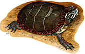Eastern Painted Turtle