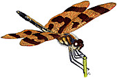 Halloween Pennant Dragonfly