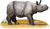 Indian Rhinoceros