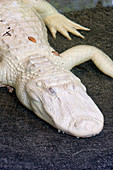 Albino American Alligator