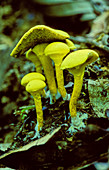 Fungi,Malaysia