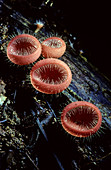Cup Fungus,Malaysia