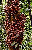 Burmese Grape,Vietnam