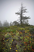 Wildflowers in the Fog,OR