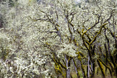 Lichen Covered Oak Trees,OR