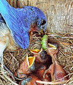Male Bluebird feeding a caterpillar to ch