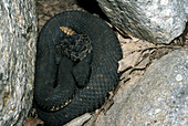 Timber Rattlesnake with Young