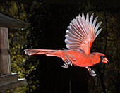 Cardinal in Flight