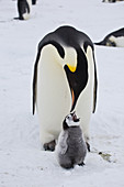 Emperor Penguin chick begging for food