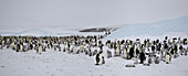 Emperor Penguin colony