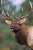 Rocky Mountain Elk bull in rut