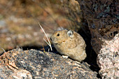 American Pika (Ochotona princeps)