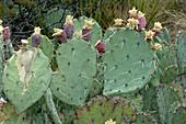 New Mexico Prickly Pear Cactus