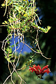 Epiphytic Lipstick Plant