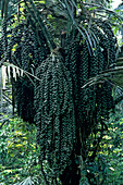 Fruiting Palm
