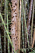 Bamboo and Tree Trunk