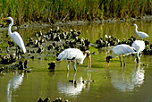 Wood Storks and Great Egrets Feeding