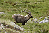 Alpine Ibex