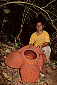 Rafflesia Kerrii,Malaysia