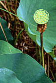 Lotus Seed Head,Malaysia